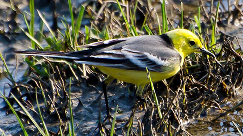 Citrine Wagtail
