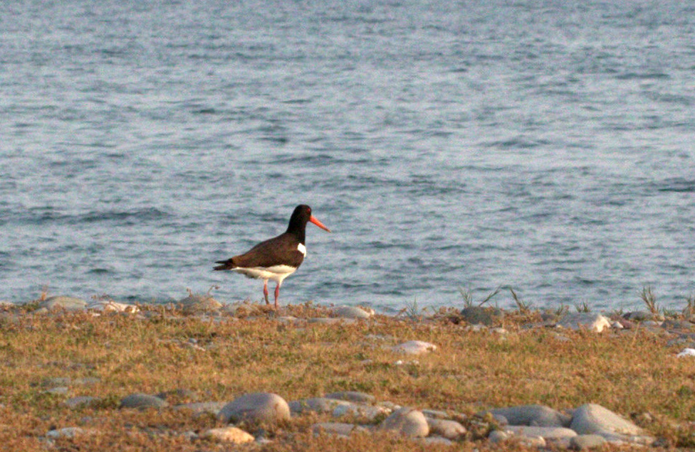 Eurasian Oystercatcher