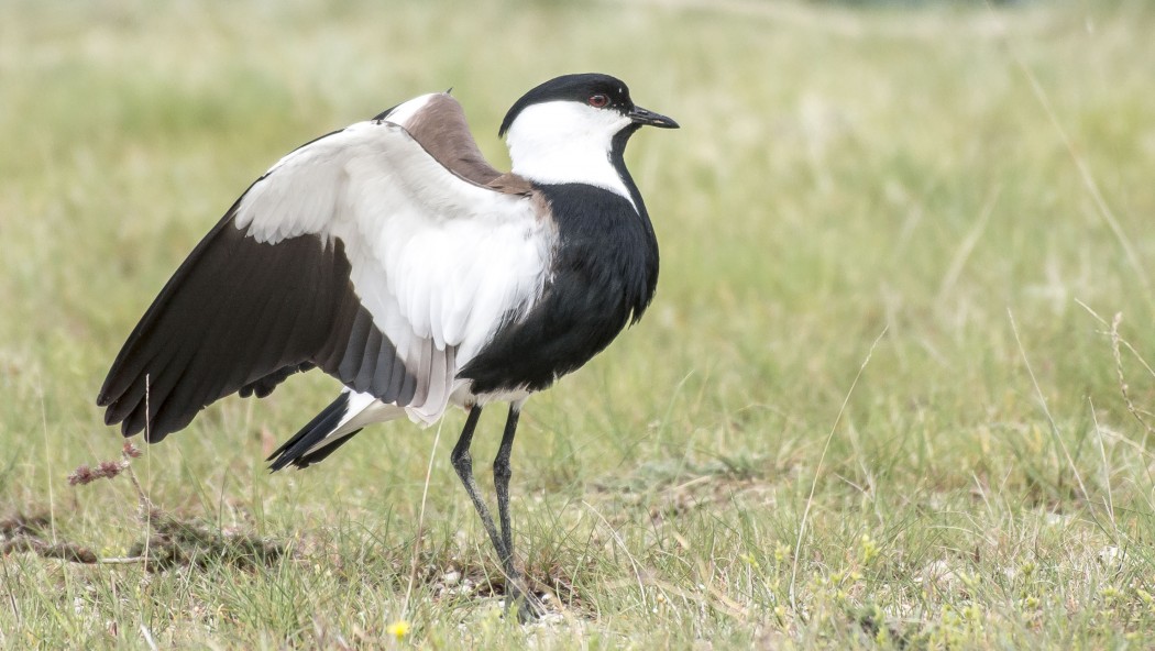 Spur-winged Lapwing