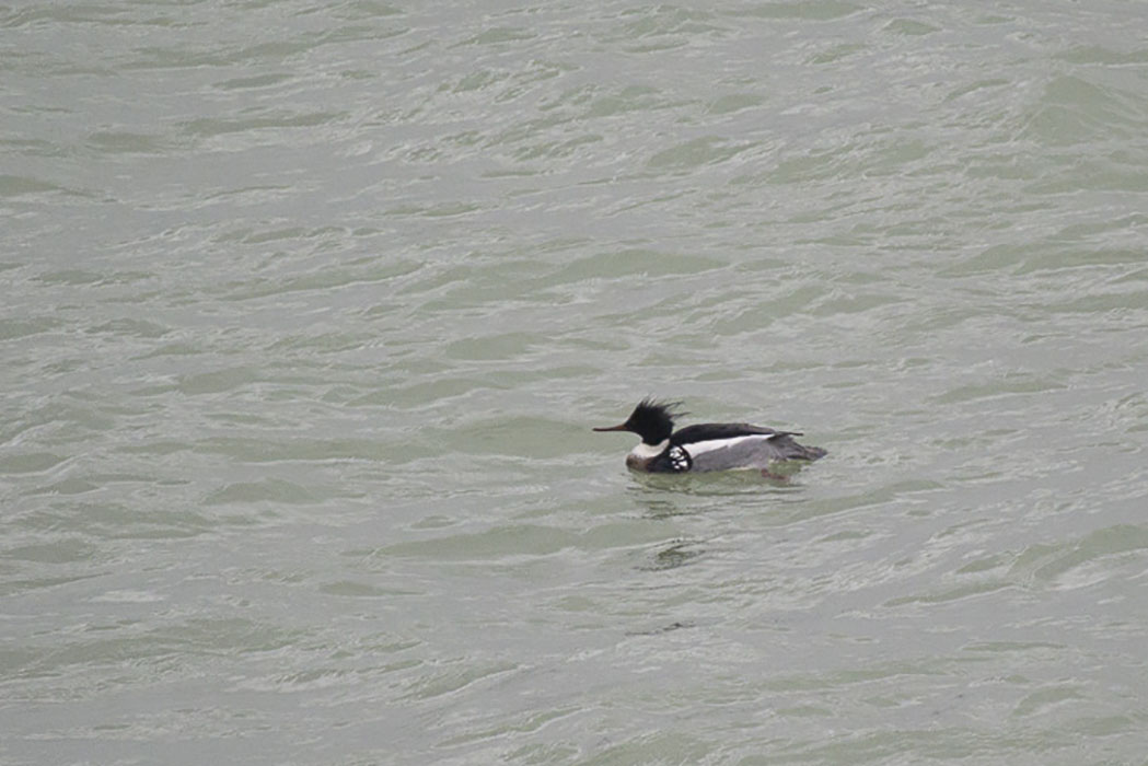 Red-breasted Merganser