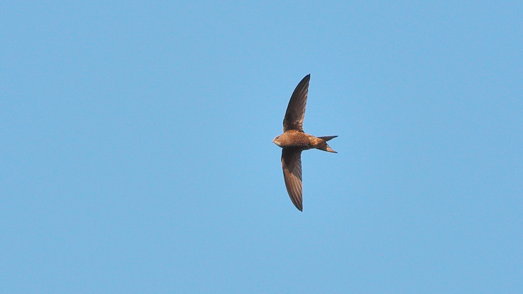 Pallid Swift
