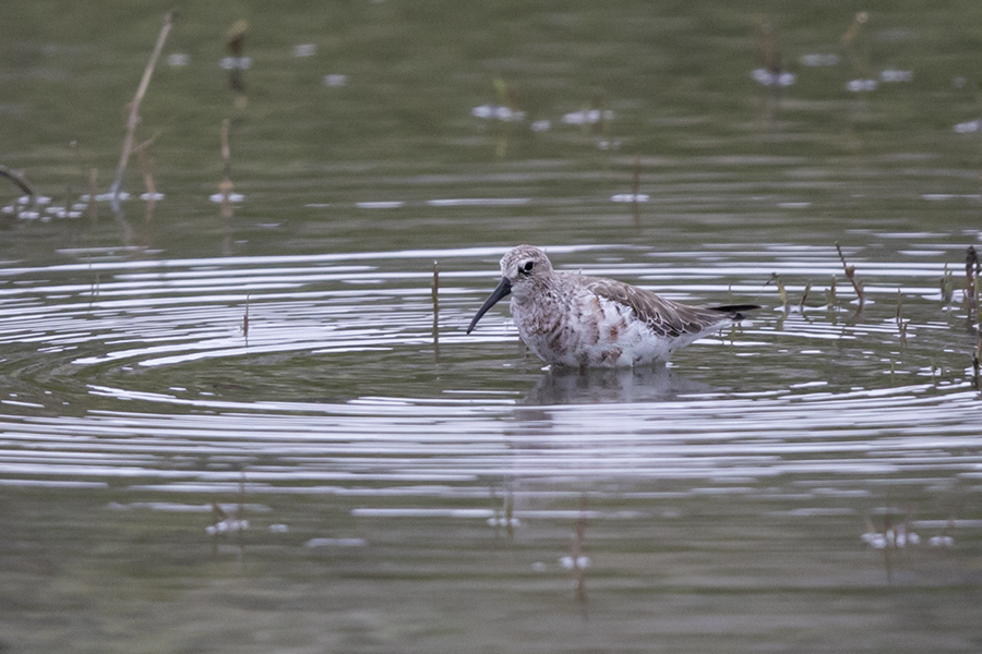 Curlew Sandpiper