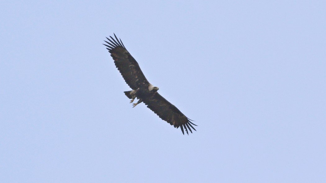 Eastern Imperial Eagle