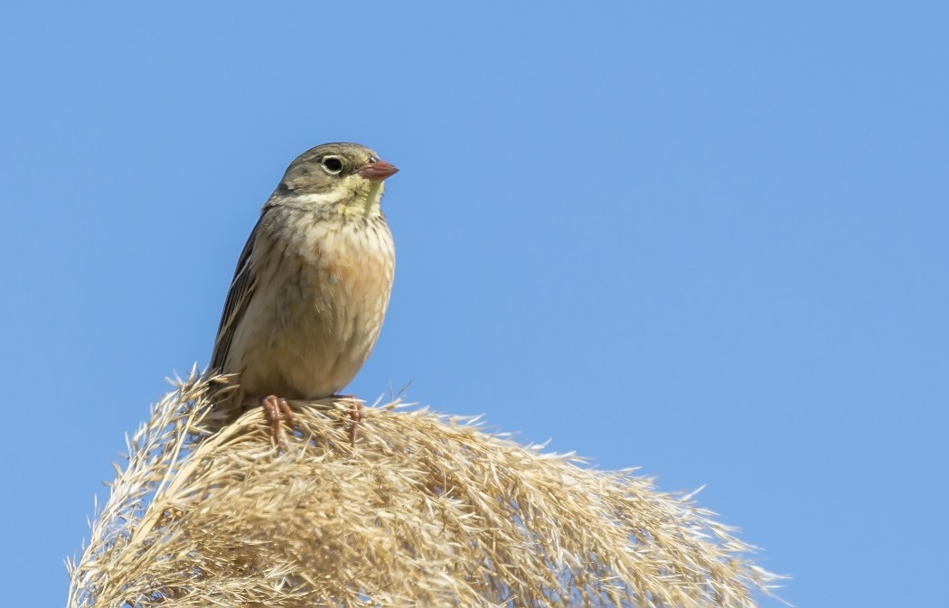 Ortolan Bunting