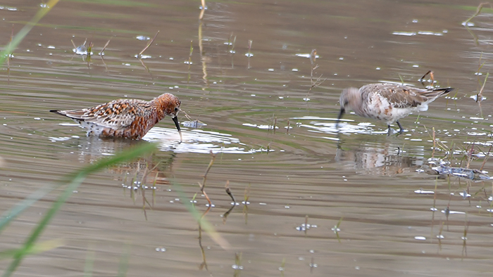 Curlew Sandpiper