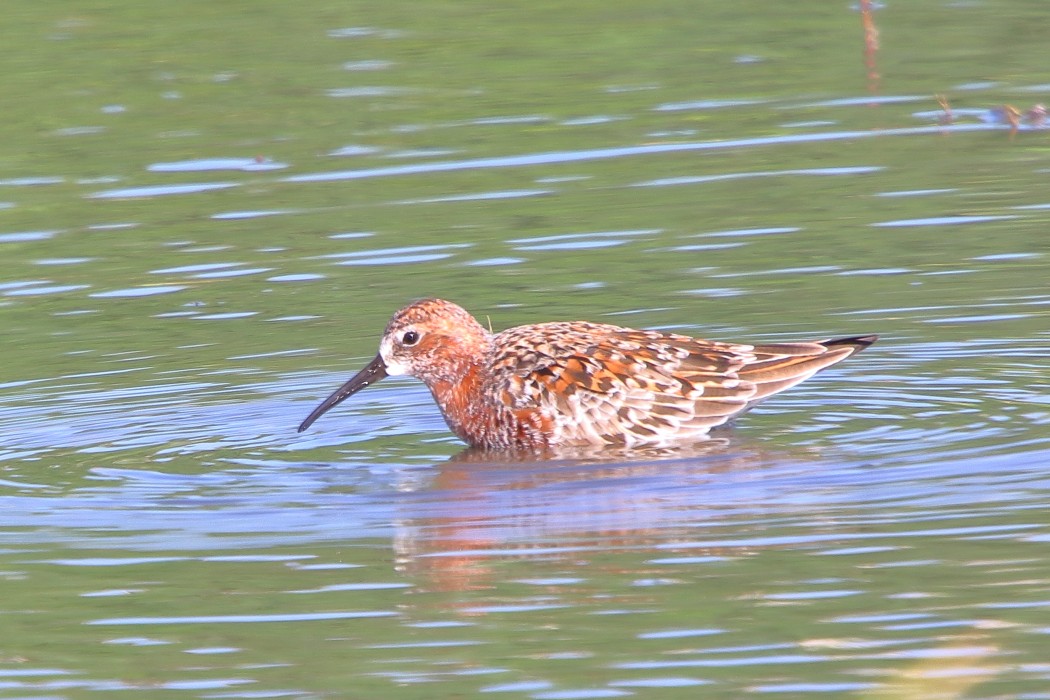 Curlew Sandpiper