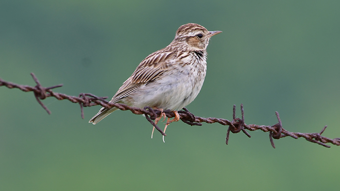 Woodlark