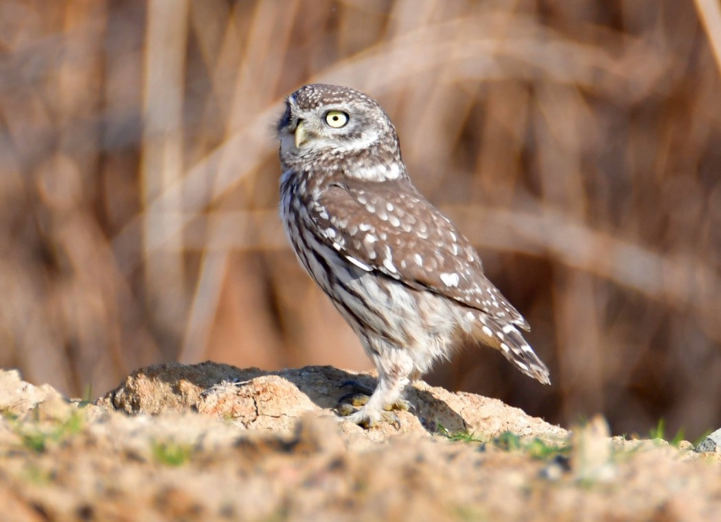 Little Owl