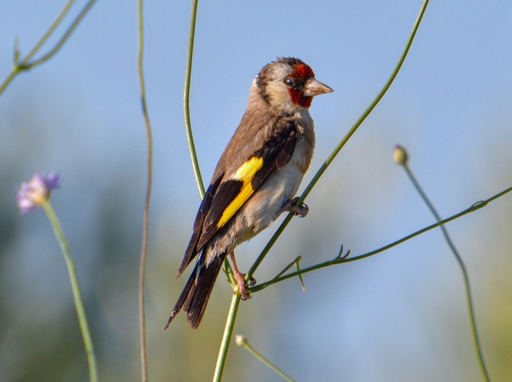 European Goldfinch