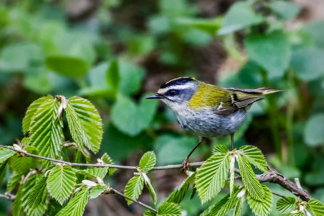 Common Firecrest
