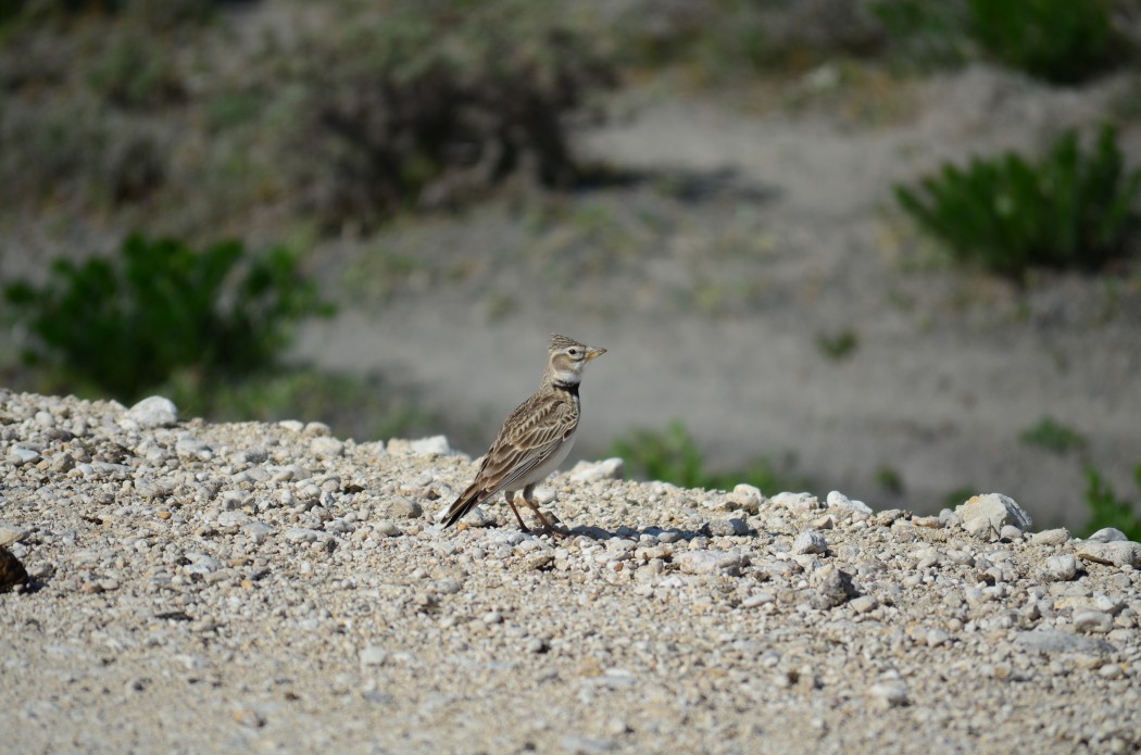 Calandra Lark
