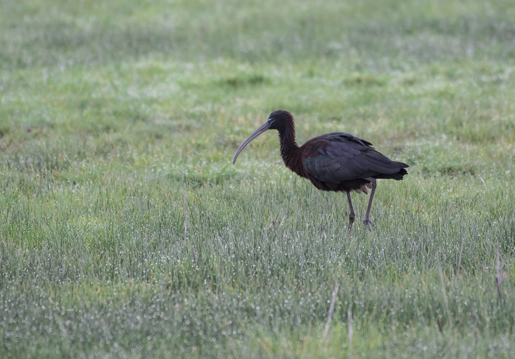 Glossy Ibis