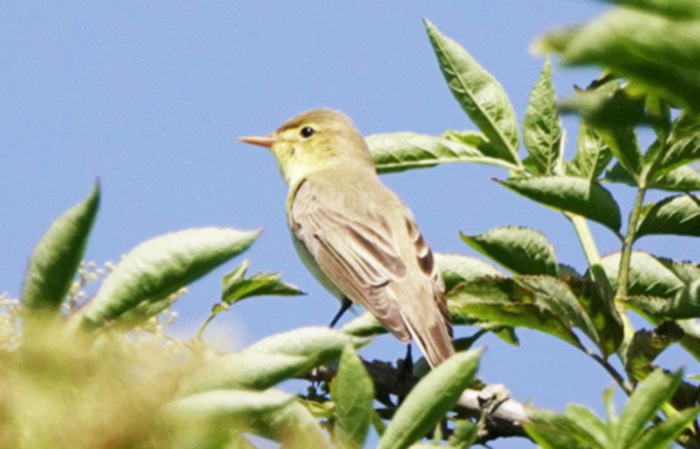 Icterine Warbler