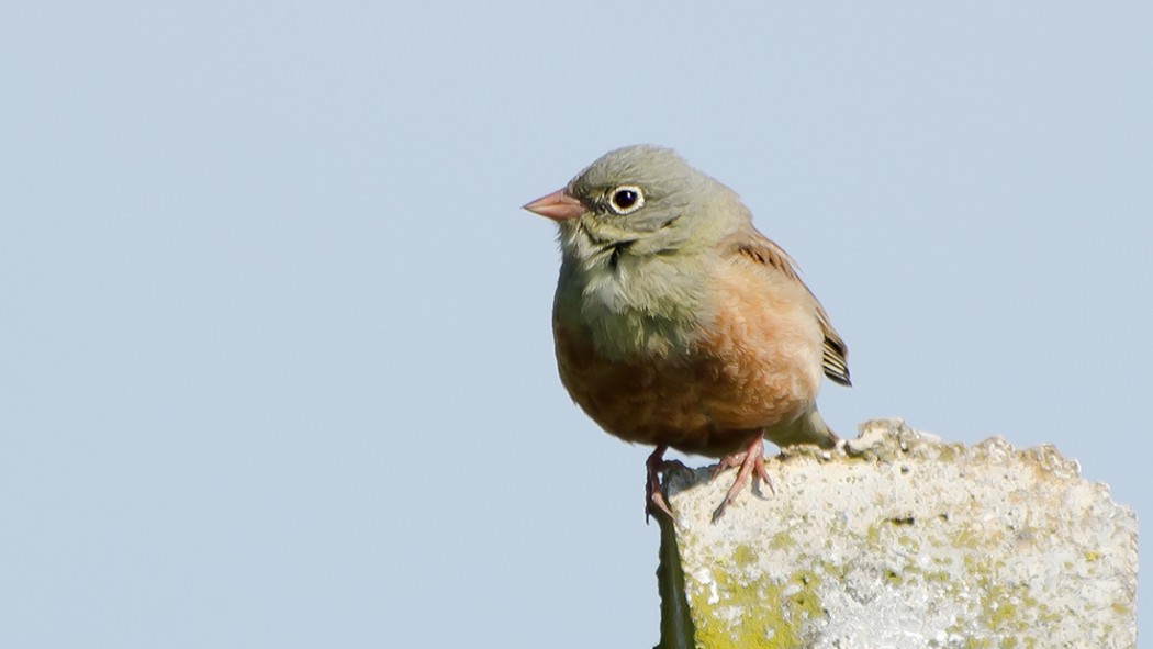 Ortolan Bunting