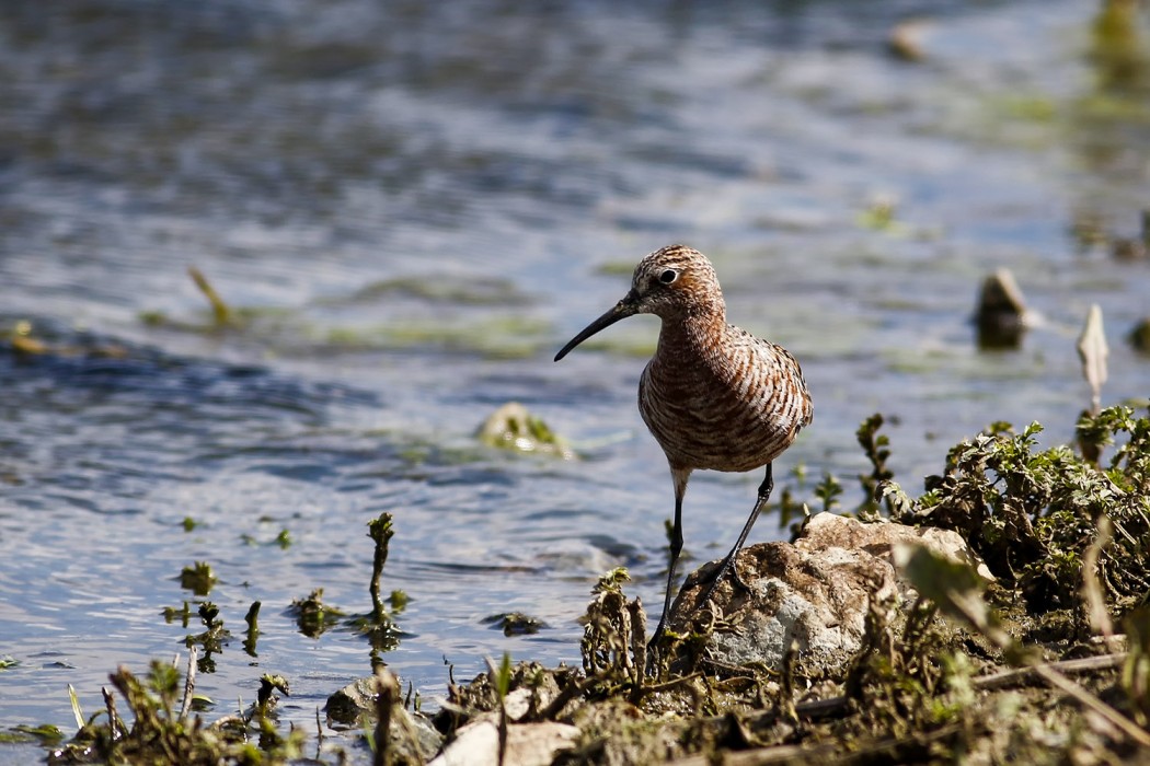 Curlew Sandpiper