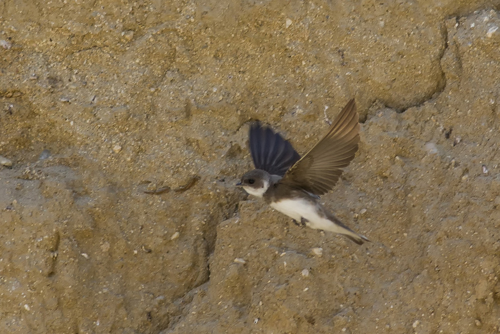 Sand Martin