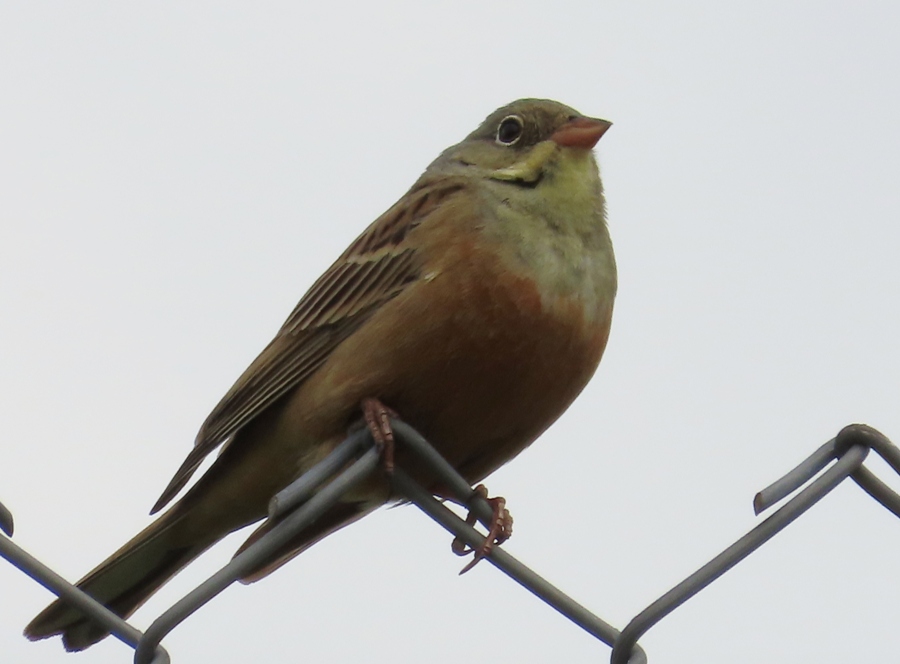 Ortolan Bunting