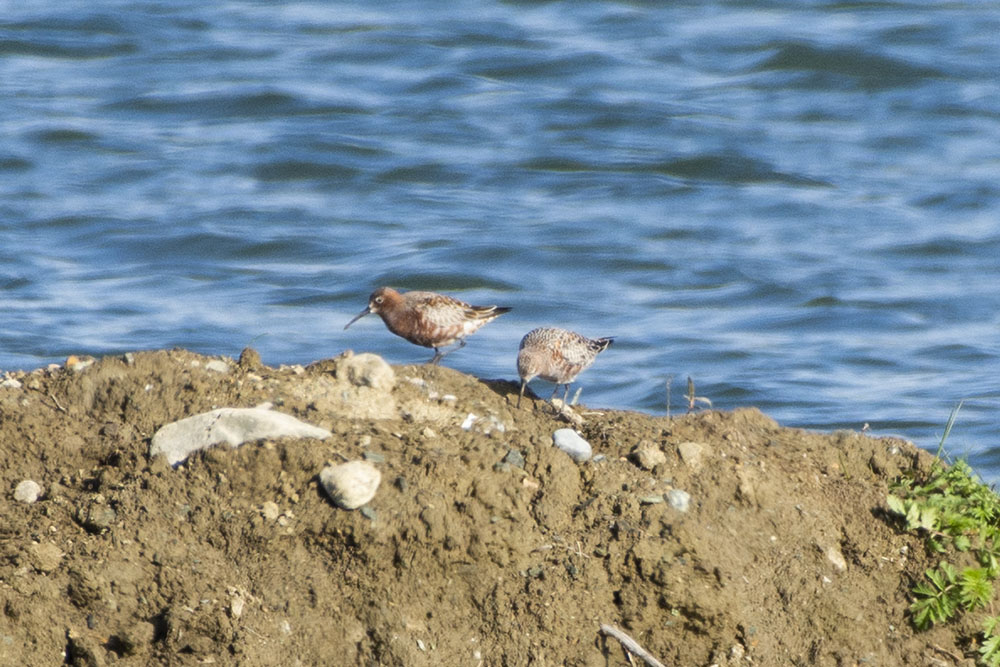 Curlew Sandpiper