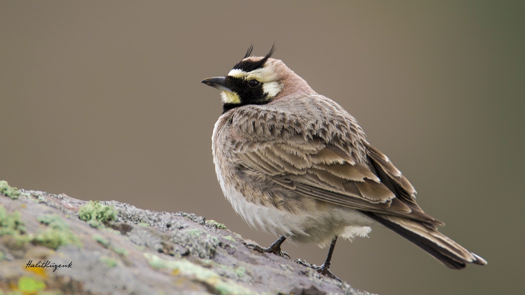 Horned Lark