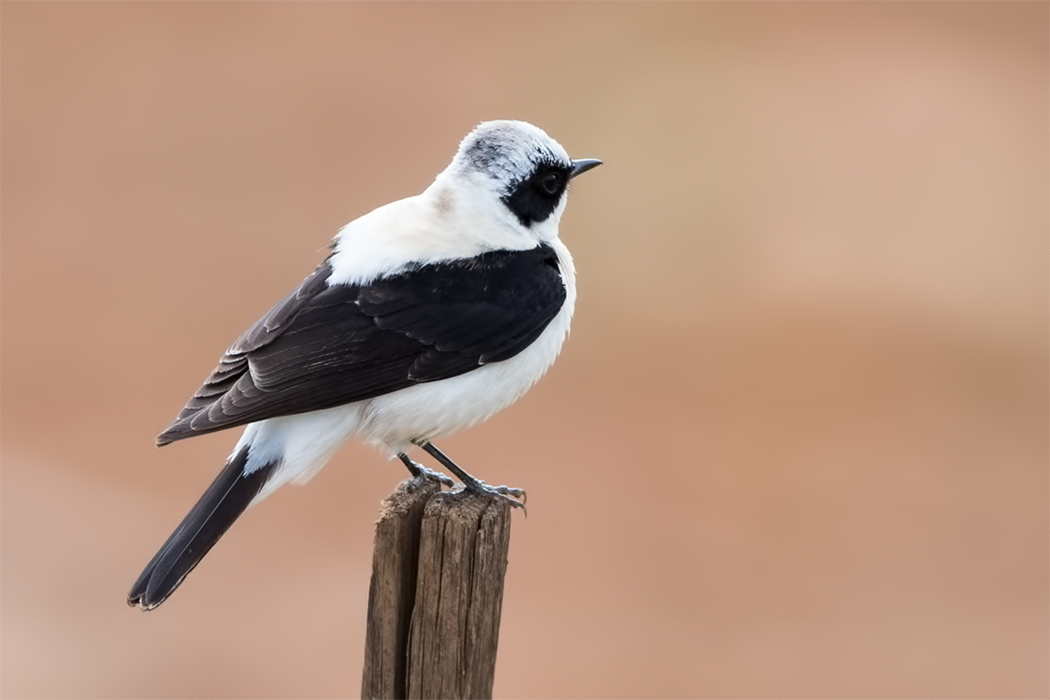 Karakulaklı Kuyrukkakan