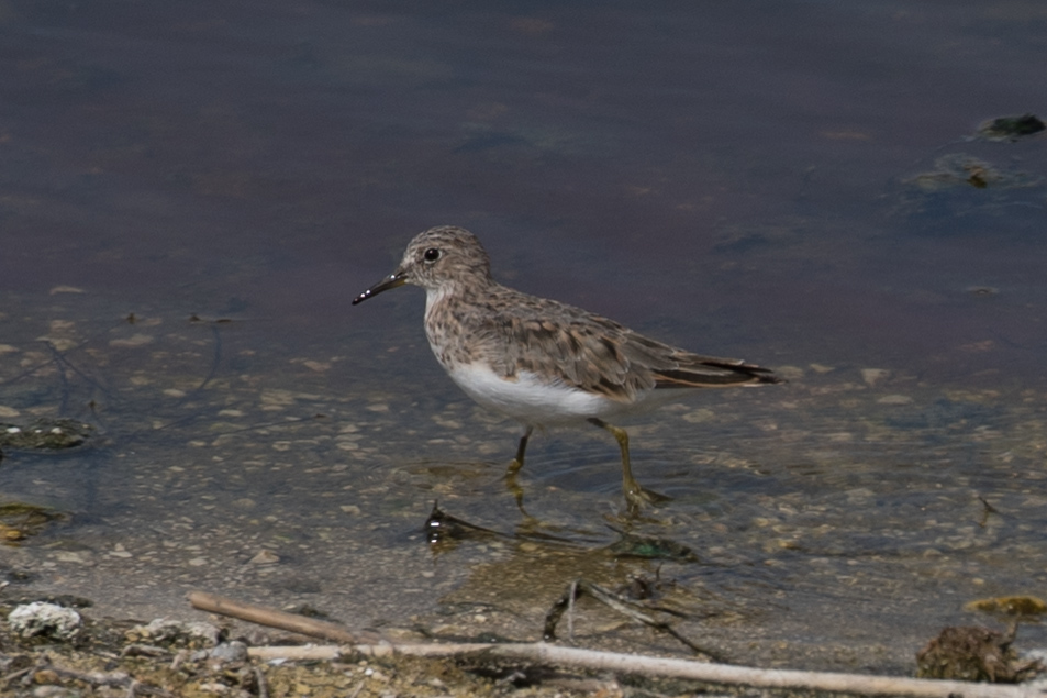 Temminck`s Stint