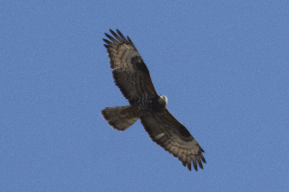 European Honey Buzzard