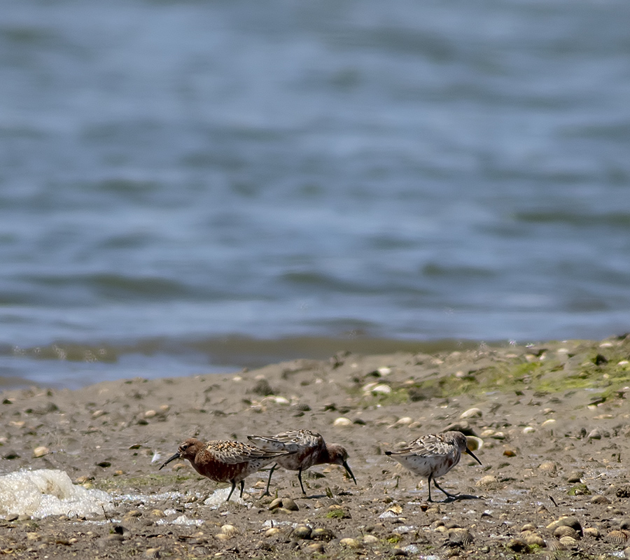 Curlew Sandpiper