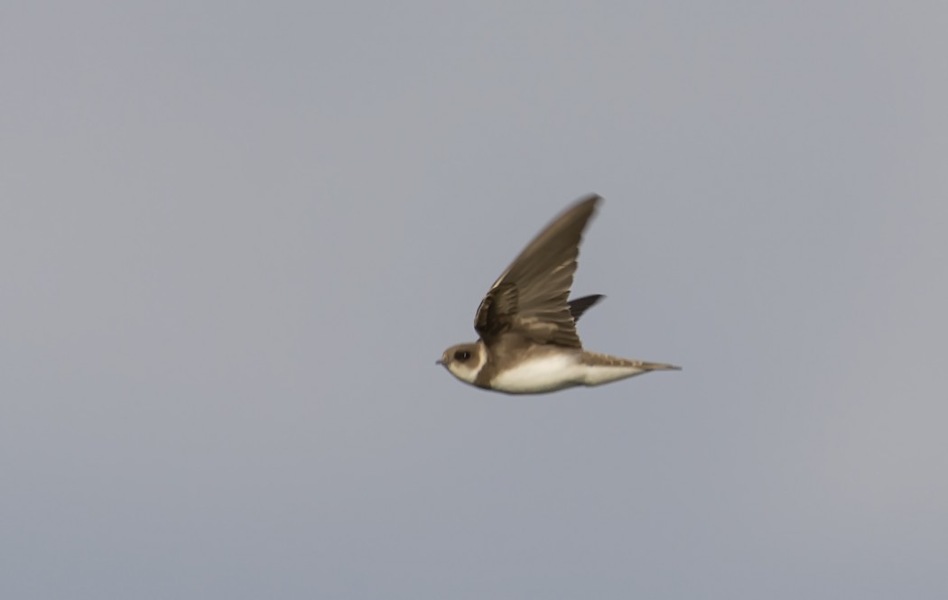 Sand Martin
