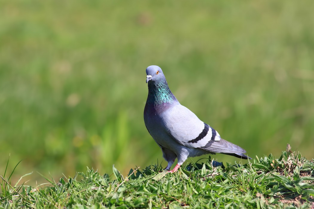 Rock Dove
