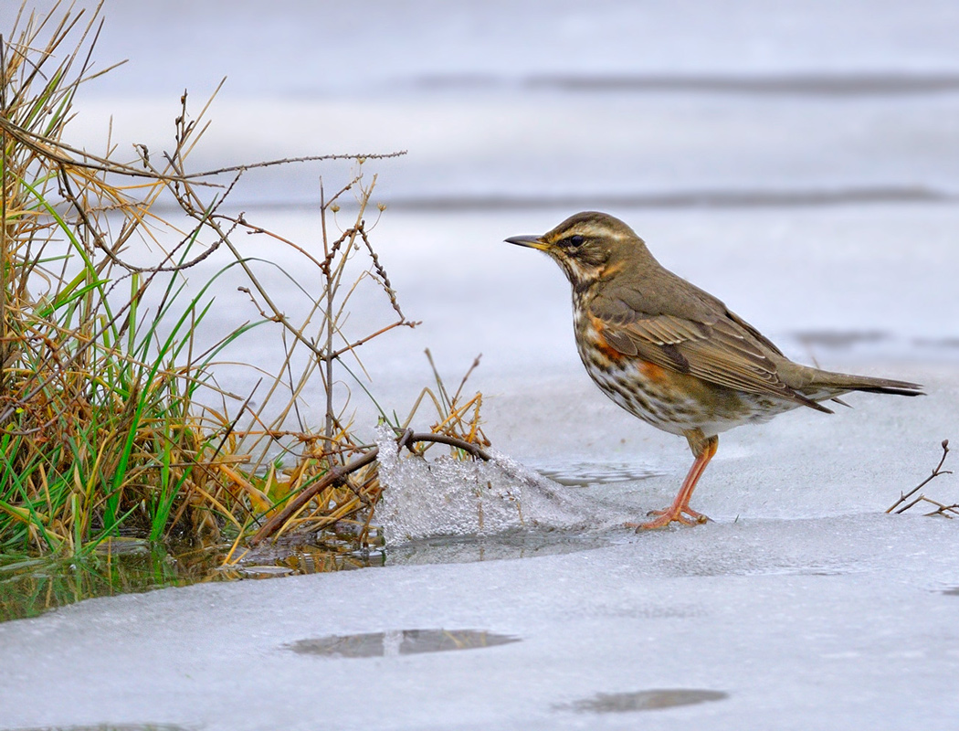 Redwing