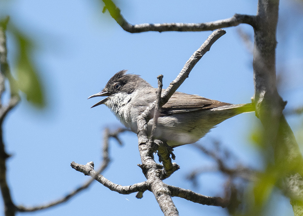 Eastern Orphean Warbler
