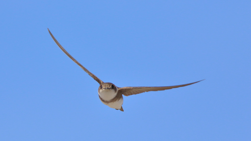 Sand Martin