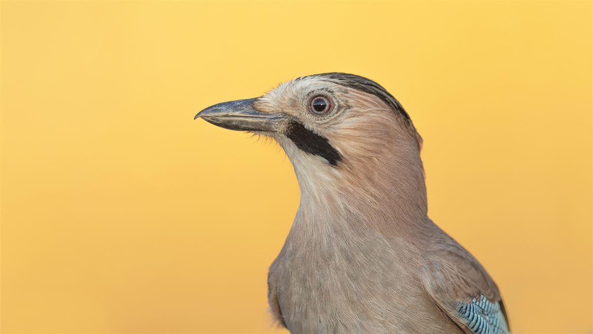 Alakarga
