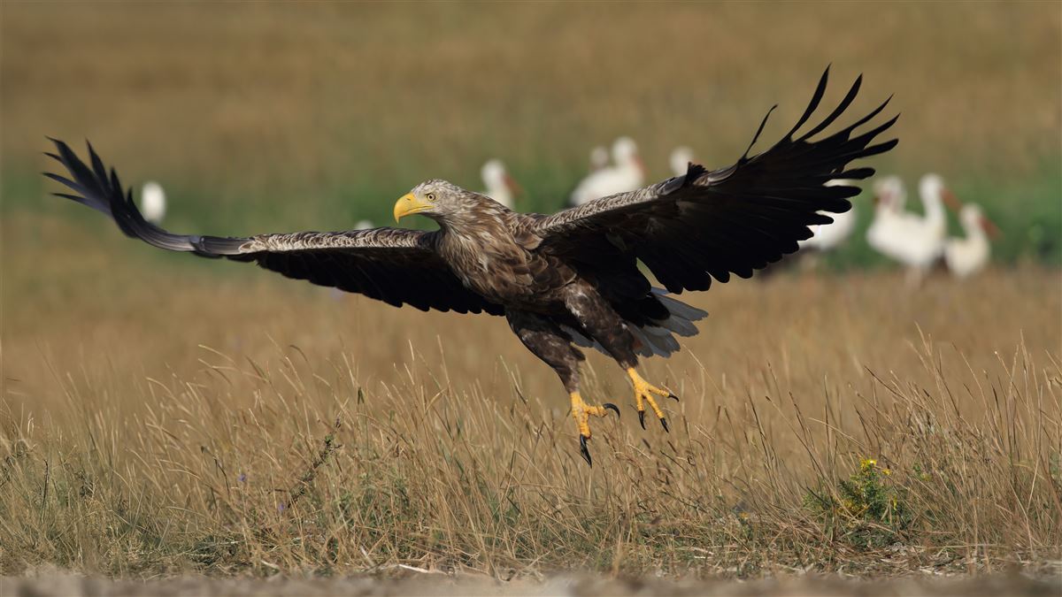 Akkuyruklu Kartal