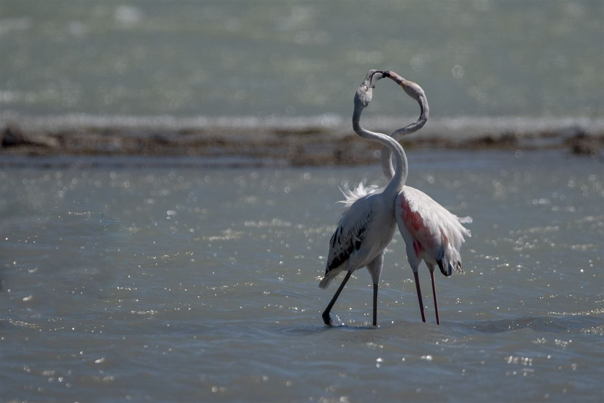 Flamingo