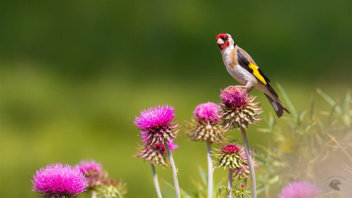 European Goldfinch