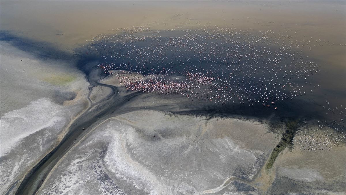 Flamingo