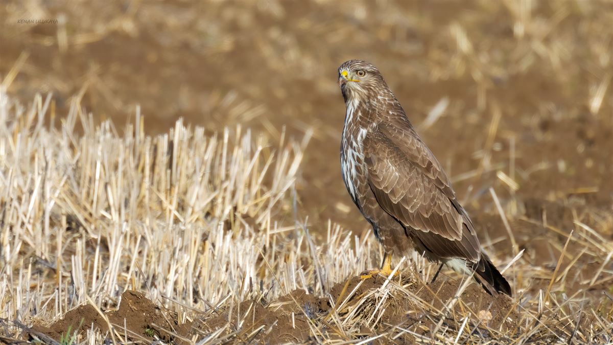 Şahin