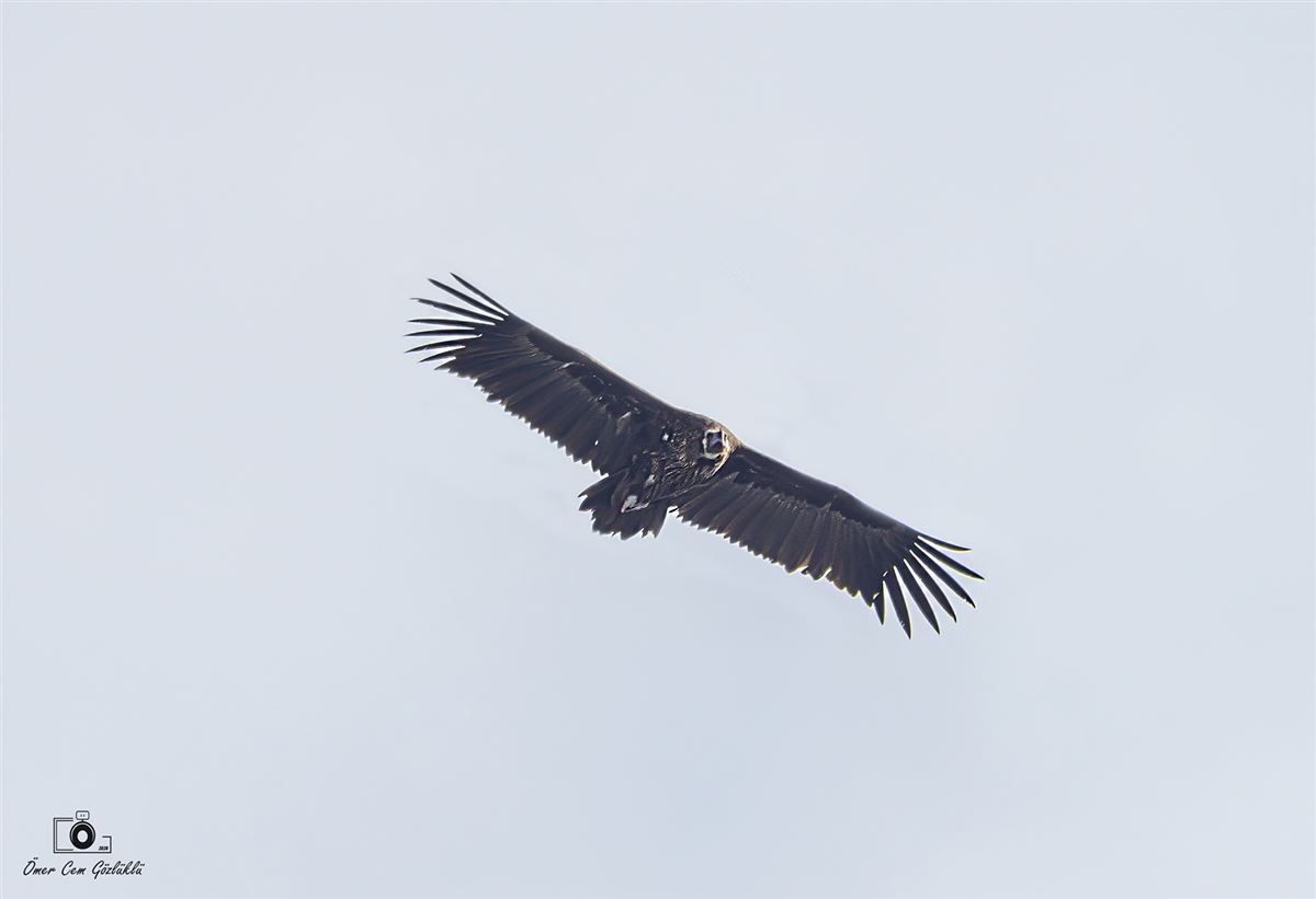 Kara Akbaba