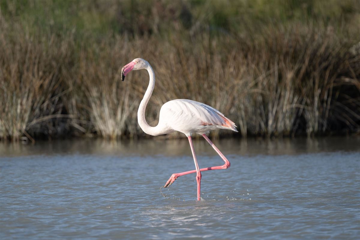 Flamingo