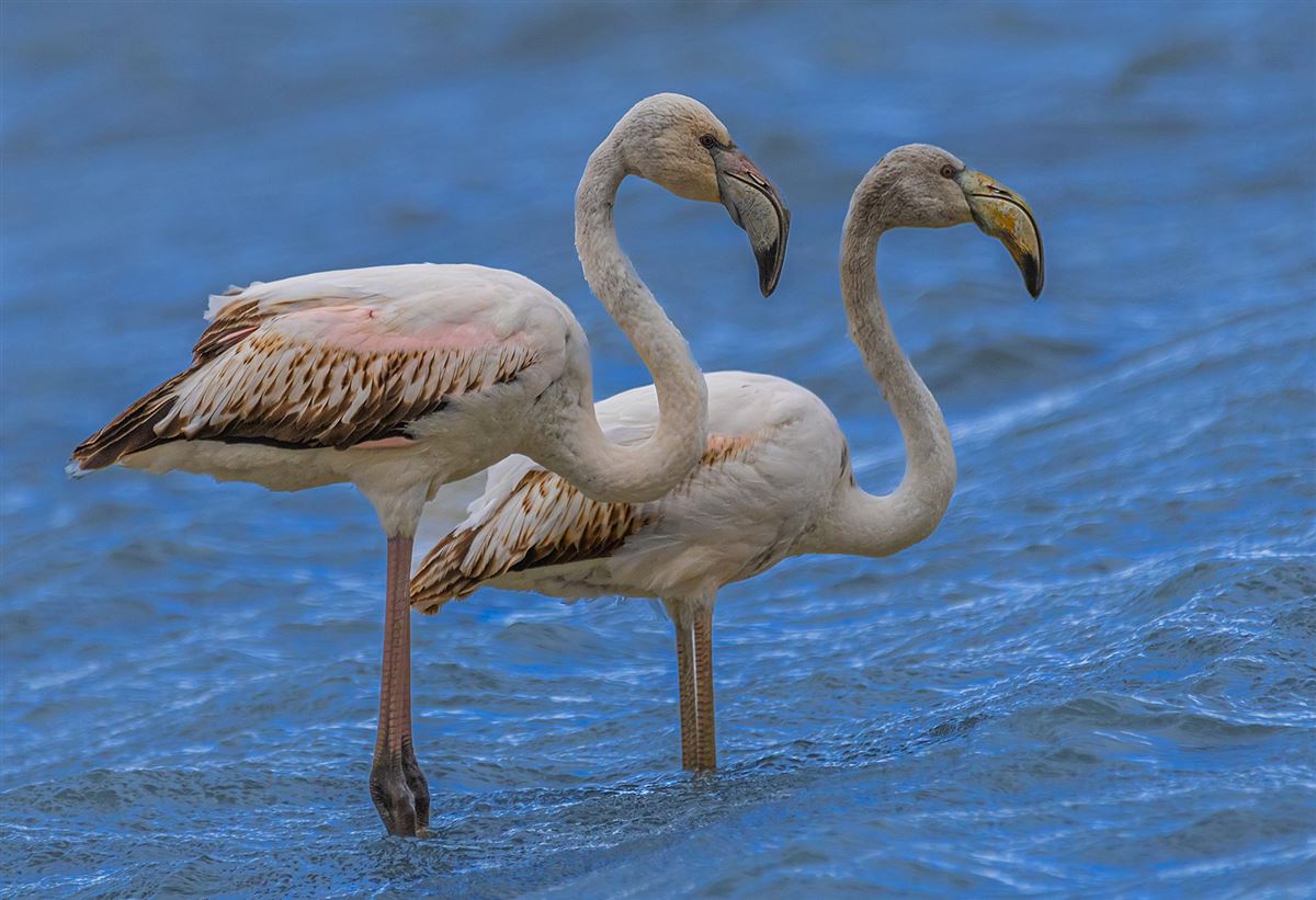 Flamingo