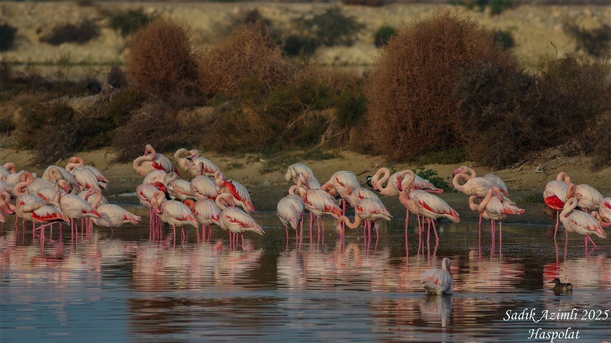 Flamingo