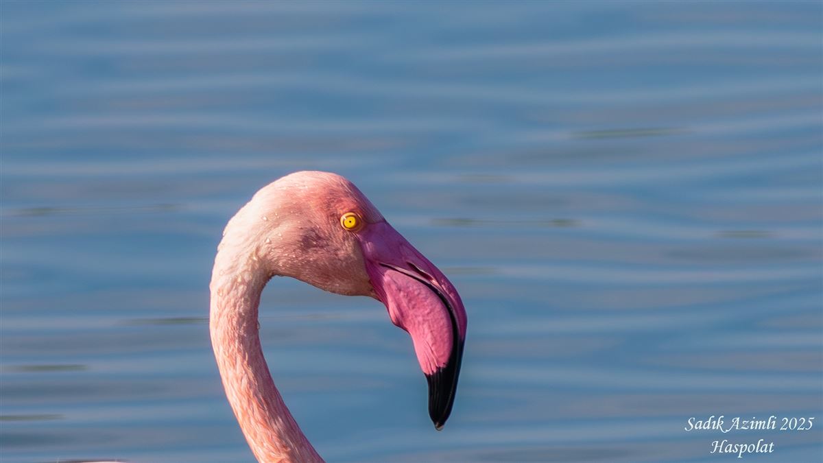 Flamingo