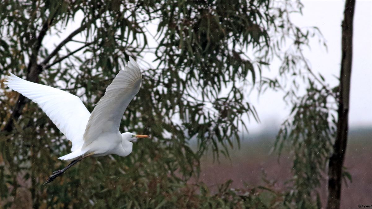 Great Egret