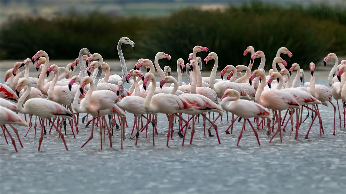 Flamingo