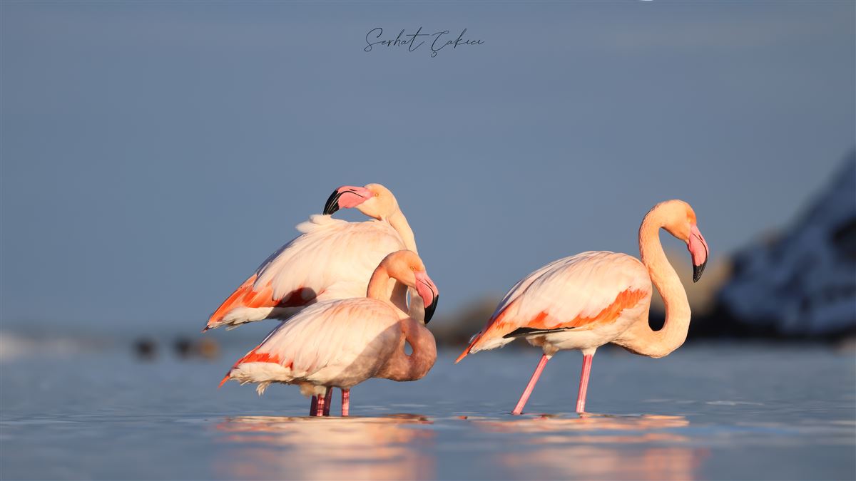 Flamingo
