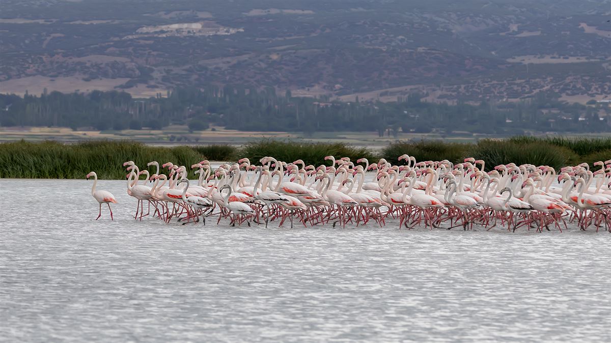 Flamingo