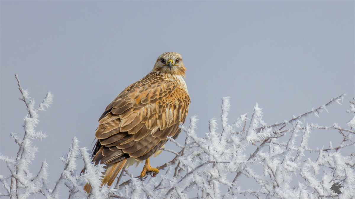 Long-legged Buzzard