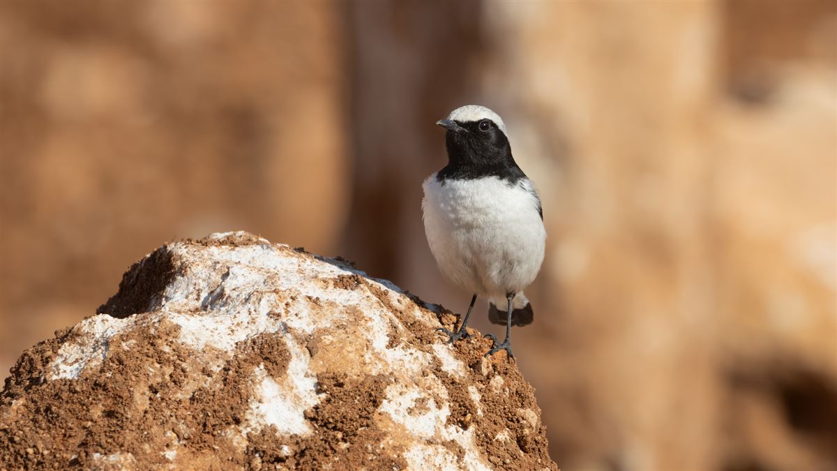 Finsch`s Wheatear