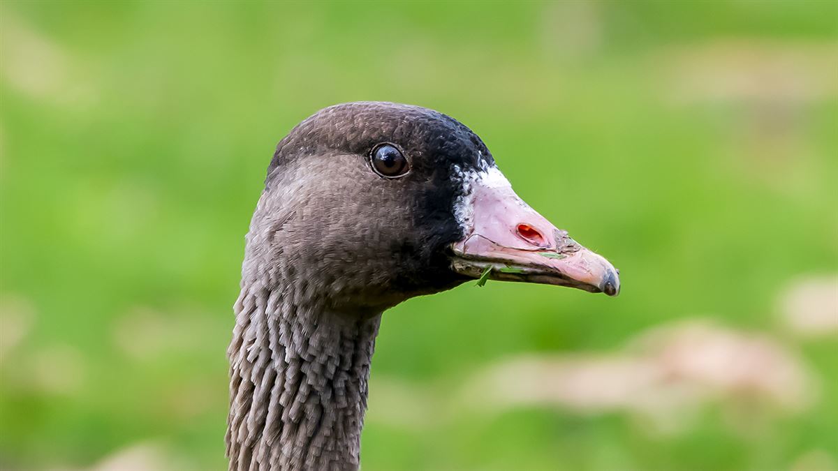 Sakarca